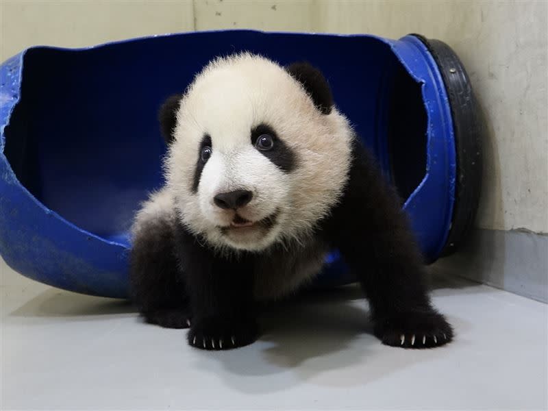 動物園解釋，動物光棍並非無法脫單，而是牠們為獨居動物，包括大貓熊。（圖／台北市立動物園提供）