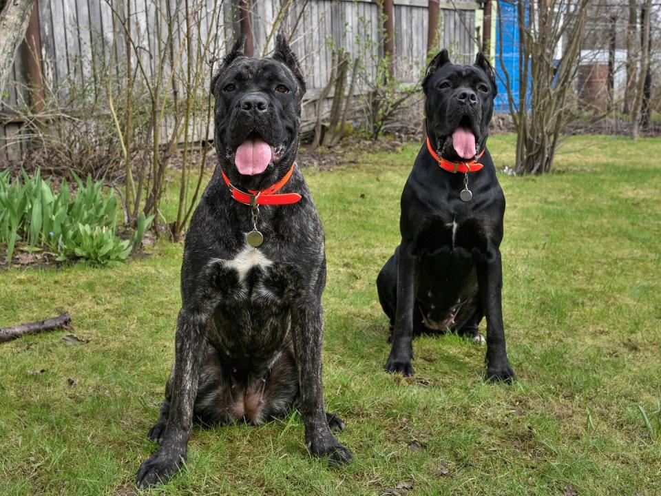 Cane Corso