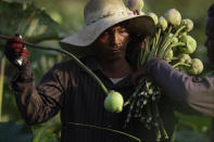 <p>Ein Landwirt sammelt Lotusblumen für den Markt am Stadtrand von Phnom Penh, der Hauptstadt von Kambodscha. (Bild: AP Photo/Heng Sinith) </p>