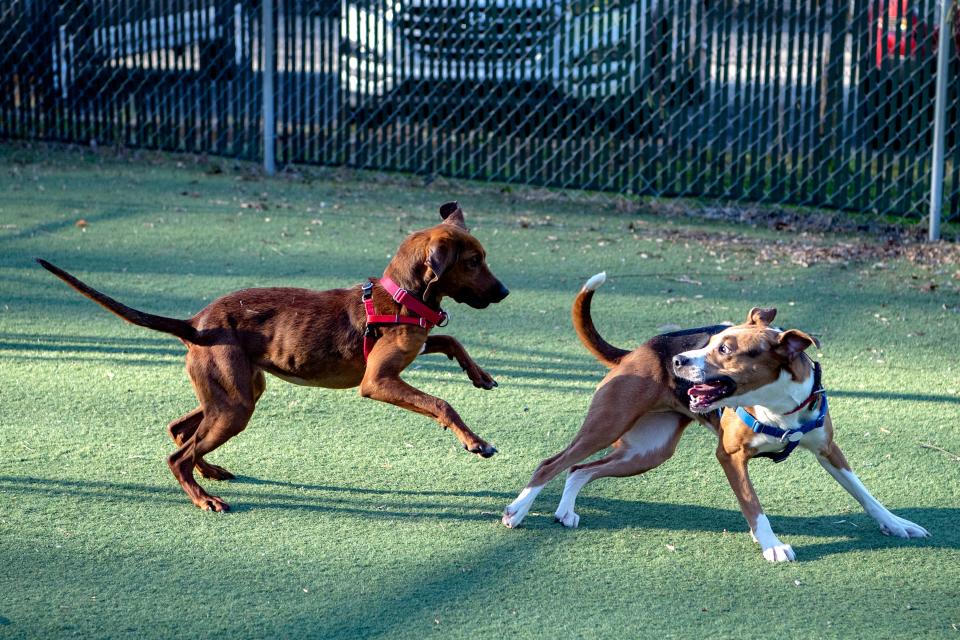 Hadley Mae and Genavieve's chance each other and wrestle as they play in the yard at Brother Wolf Animal Rescue on Dec. 4, 2019. Hadley Mae was awaiting a dog meet to go to a new home and Genavieve is available for adoption through the rescue. 