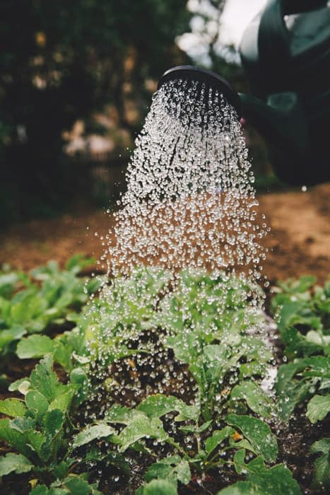 watering-garden