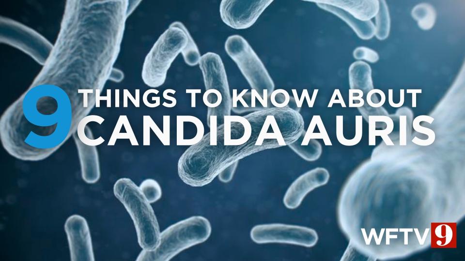 The CDC said Candida auris is a drug-resistant and potentially deadly fungus.