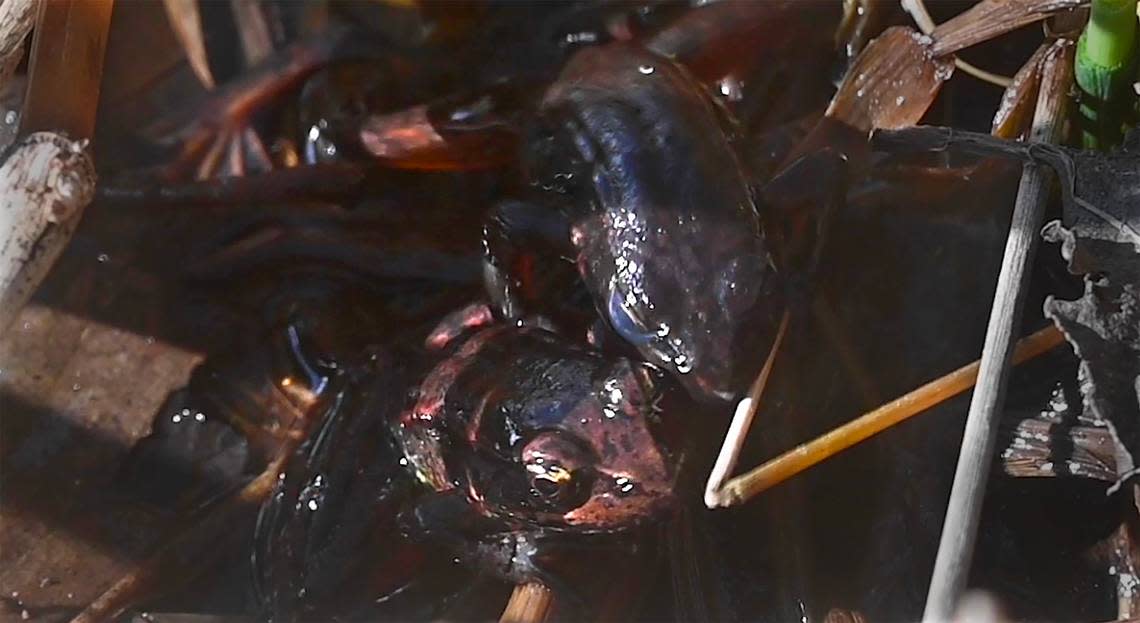 A pair of Northern red legged frogs do a romantic dance at the Billy Frank Jr. Nisqually National Wildlife Refuge in Nisqually, Washington, on Wednesday, March 29, 2023.