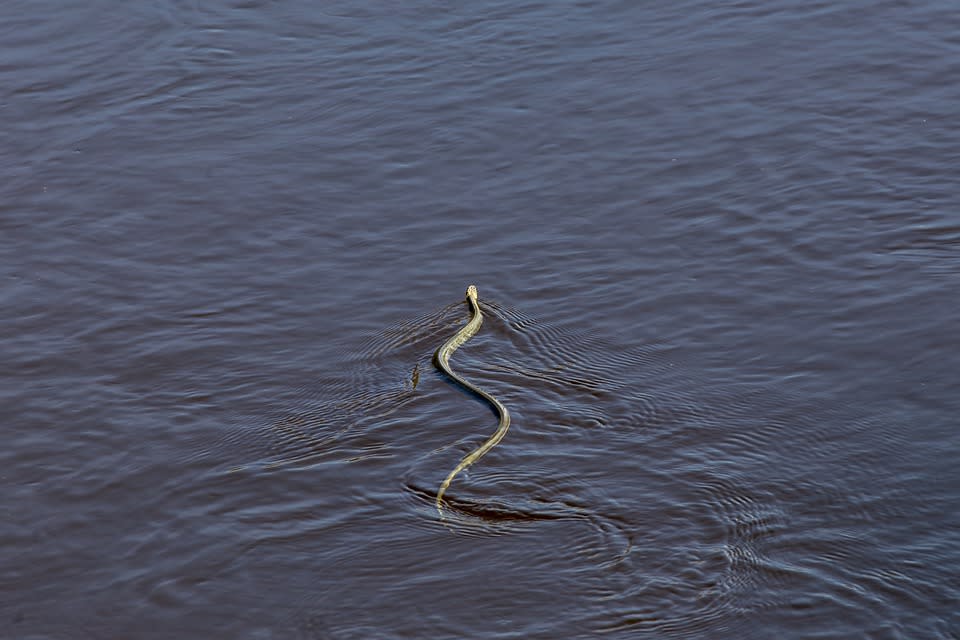 紐西蘭出現大量海蛇。（示意圖／pixabay）