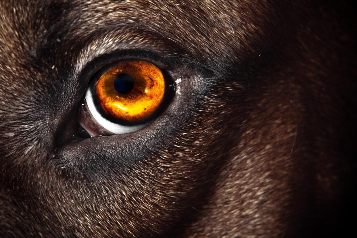 close up of dog's golden eye; can dogs see in the dark?