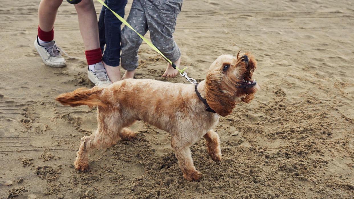  Dog barking while on the leash at the beach. 