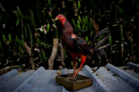 A stuffed rooster is seen at a farmyard at the outskirts of Sandino, central region of Ciego de Avila province, Cuba, February 13, 2017. REUTERS/Alexandre Meneghini