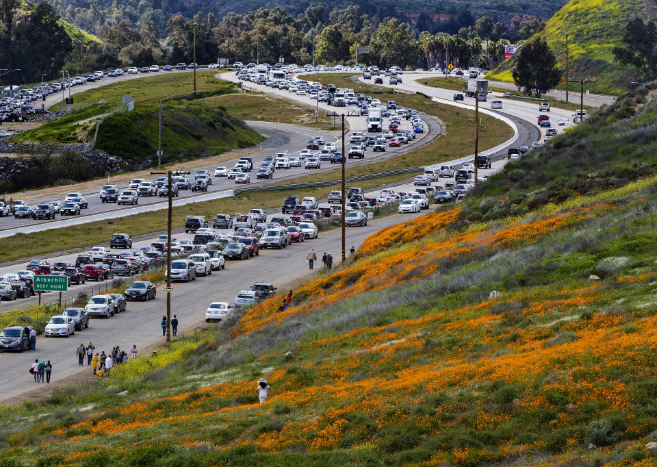 The super bloom creates a traffic jam along the I-15 freeway as wildflower enthusiasts wait to exit toward Walker Canyon in Lake Elsinore, California.