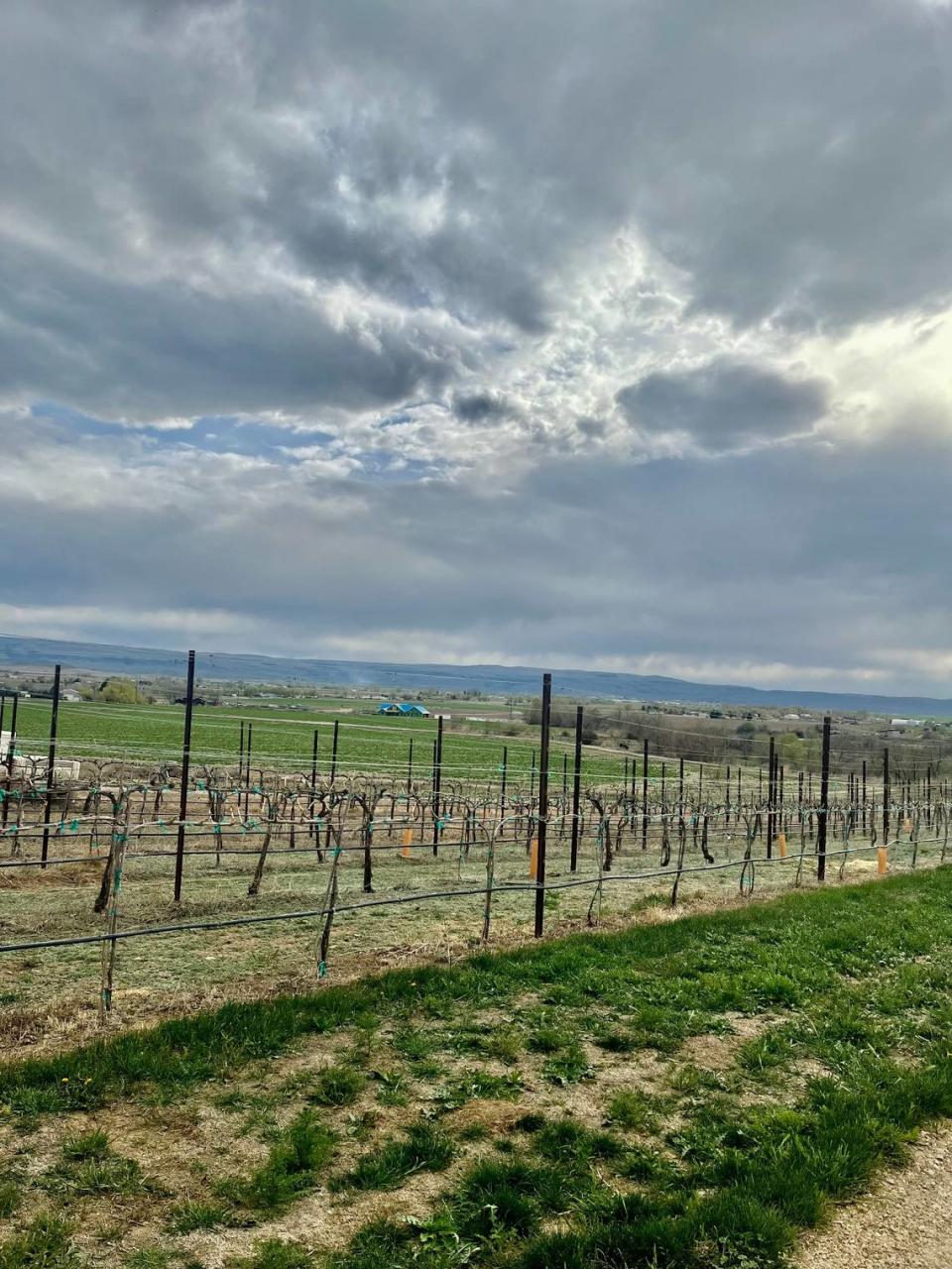 Vineyards at Kindred Vineyards on Caldwell’s Sunnyslope on April 20.