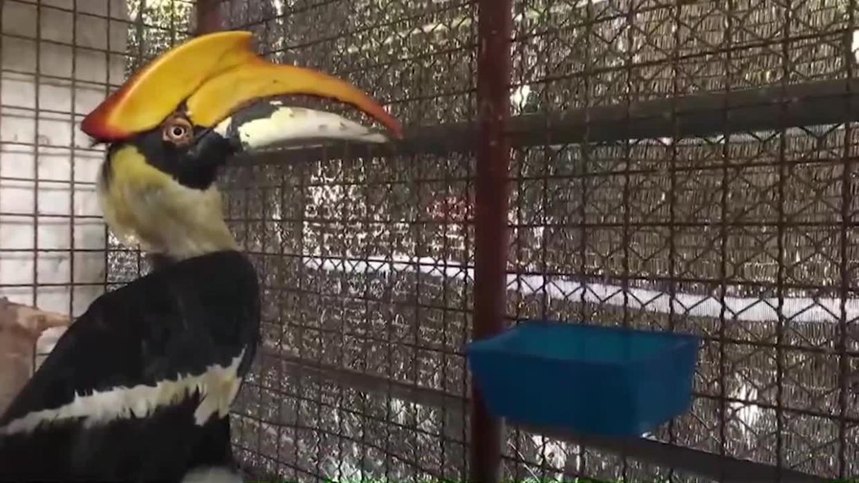 Injured hornbill found with beak snapped off has prosthetic replacement made with 3D printer