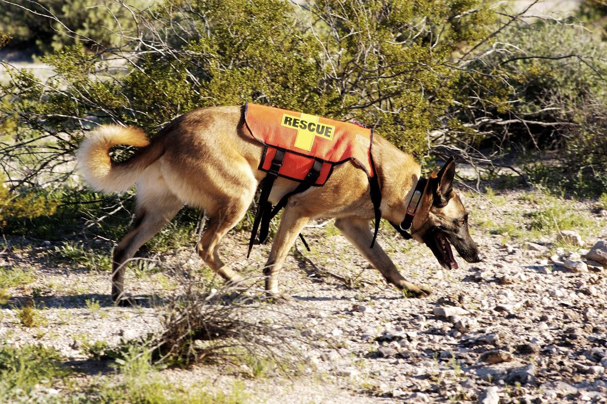 Search and rescue canine unit at work in the desert.