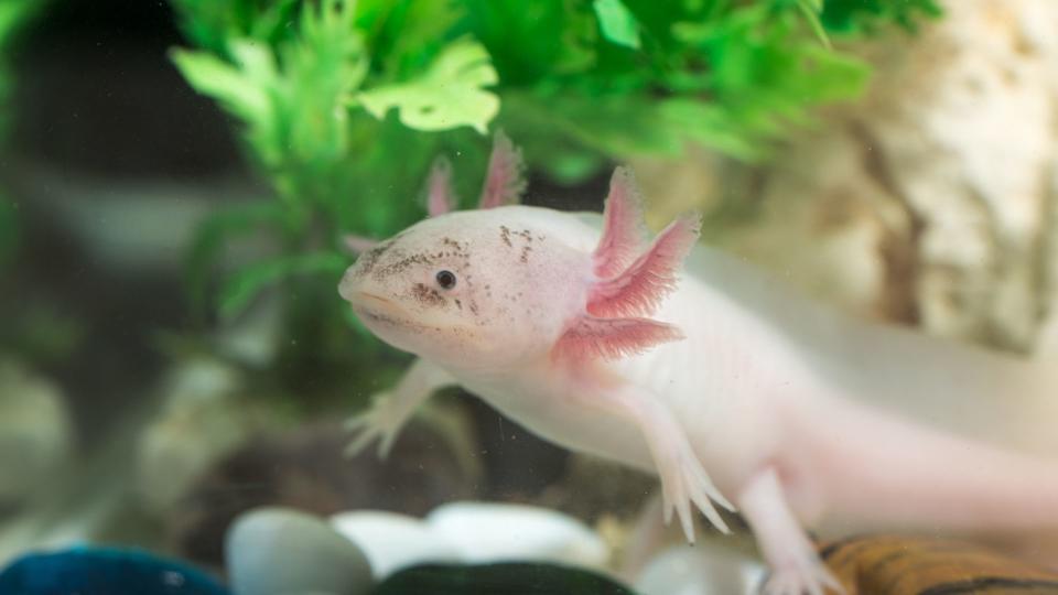 White Axolotl — Best small pets