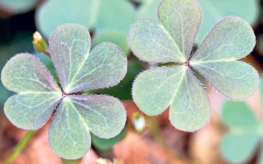 Green-leafed shamrock is hard work to remove, but best tackled in spring  - Alamy