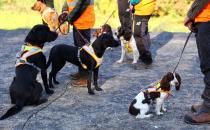 Sniffer dogs search for wildlife at track construction site of German railway DB in Frankfurt