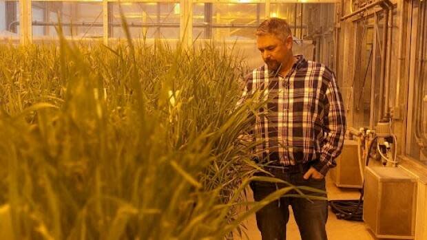 Growing a legacy: P.E.I. farmer plants barley named for late brother