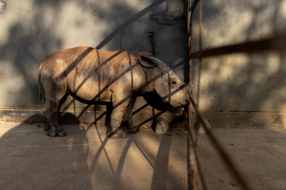 A rhino calf called Benjamin is seen at the Rhino Orphanage in an undisclosed location, Limpopo province, on July 14, 2022 - It took Pierre Bester, a veterinarian at The Rhino Orphanage, and his team six weeks of painstaking work to move more than 30 young rhinos to a new home, where he hopes the animals will be safe from the poachers that killed their parents.
According to the South African government, a total of 451 rhinos were poached in the country in 2021, with a kilogram of rhino horn being sold for thousands of dollars on the black market.
Of the 451 rhinos poached in South Africa in 2021, 327 were within government reserves while 124 were poached on private property. (Photo by GUILLEM SARTORIO / AFP) (Photo by GUILLEM SARTORIO/AFP via Getty Images)