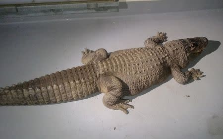 An eight foot alligator that was taken from a home by the Los Angeles Animal Control Department is shown in this handout photo released to Reuters January 15, 2015. REUTERS/Los Angeles Animal Control Department/Handout via Reuters