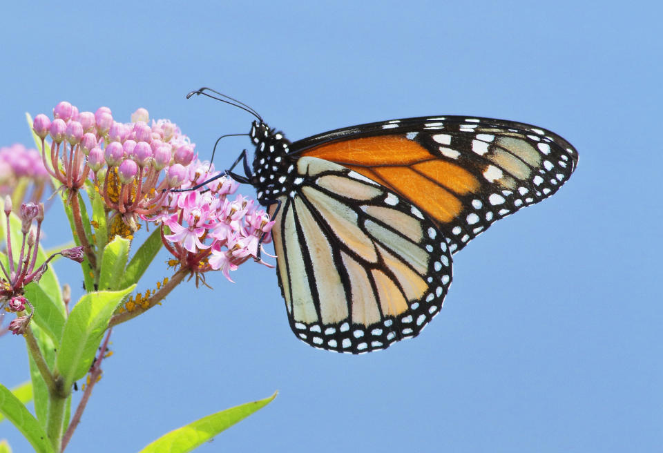 This image released by Timber Press shows a Monarch butterfly resting on milkweed from the book "Nature's Best Hope: How You Can Save the World in Your Own Yard" by Douglas W. Tallamy, adapted for a young audience by Sarah L. Thomson, from Tallamy's original release, "Nature's Best Hope: A New Approach to Conservation That Starts in Your Yard." (Douglas W. Tallamy/Timber Press via AP)