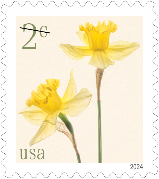 The U.S. Postal Service revealed dozens of stamp designs for 2024 on Oct. 23, with more to be unveiled in the coming months. This is one of five low denomination stamps, each depicting a different flower. Pictured is a two-cent stamp with an image of daffodils.