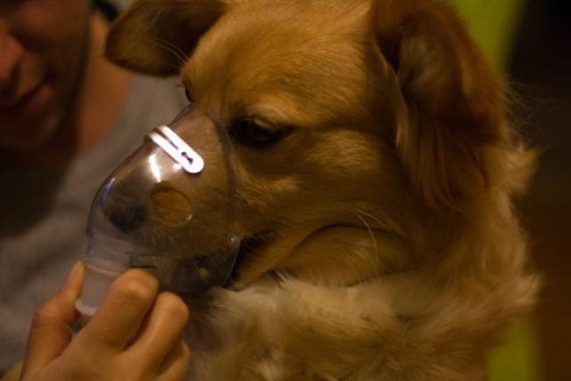 how do you know if your dog is getting enough oxygen