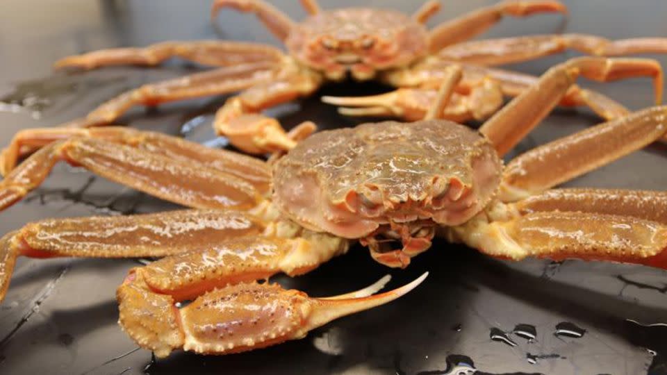 Scientists believe the crabs likely starved to death. Fish like Pacific cod likely swooped into the warmer water to feed on what was left. - NOAA Fisheries