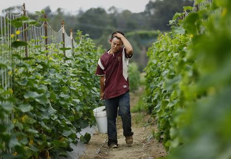 Makoto Chino picks cucumbers on his family's farm in Rancho Santa Fe, California August 12, 2014. REUTERS/Mike Blake