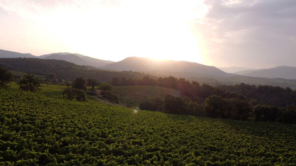 Vineyards in southeastern France. Winemakers may be forced to relocate to higher altitudes if the global average temperature passes 2 degrees Celsius (AFP via Getty Images)