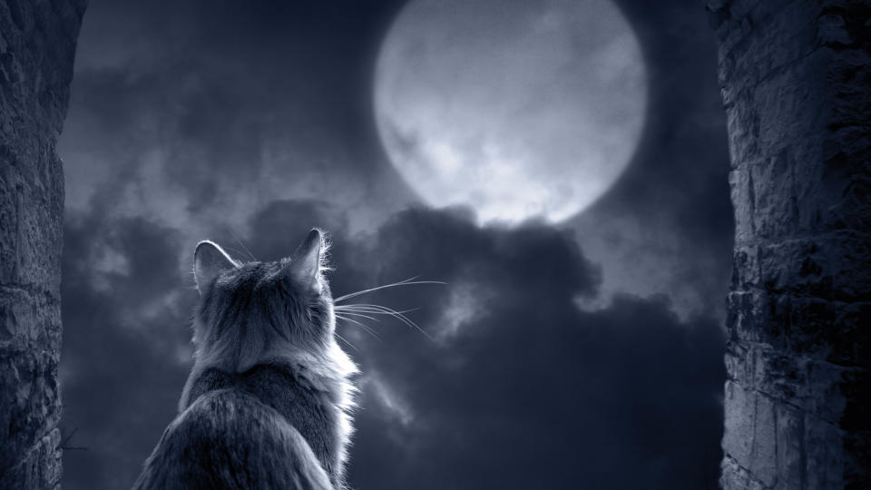 Cat looking at moon