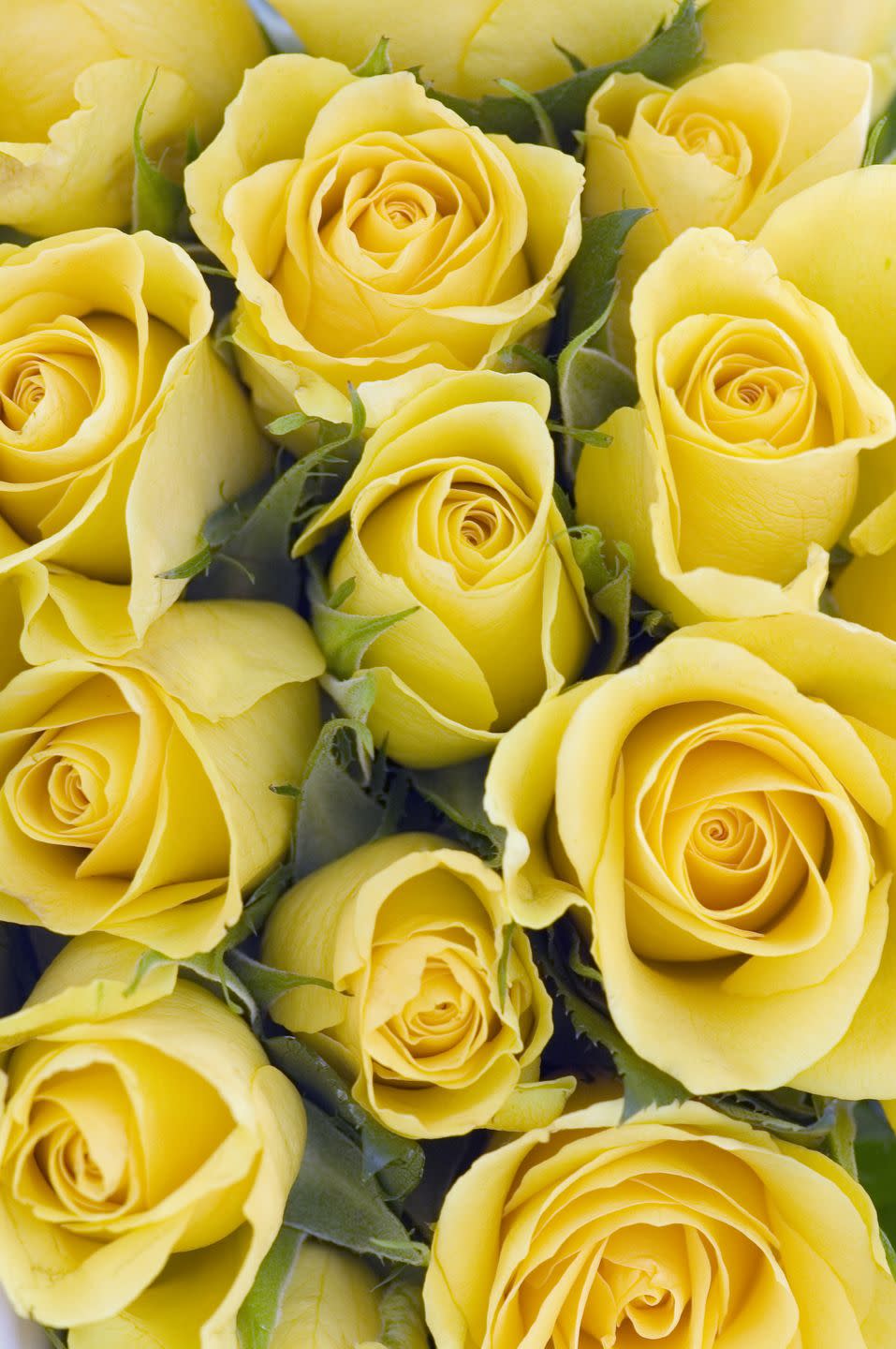 background of yellow roses