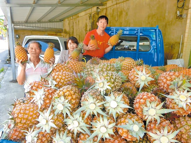 關廟區鳳梨農黃清存（左）栽種金鑽鳳梨25年，年產量約6萬顆鳳梨，靠著口碑自產自銷，近年在媳婦幫忙下，也開始朝網路經營。（曹婷婷攝）