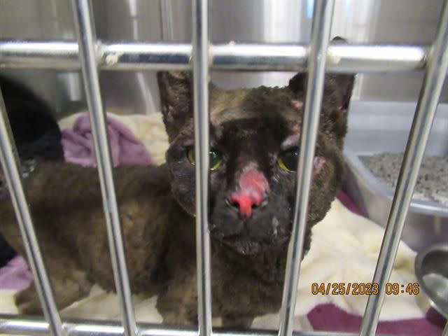 <p>Arizona Humane Society</p> An intake photo of Libby shows severe burns to her nose and face.