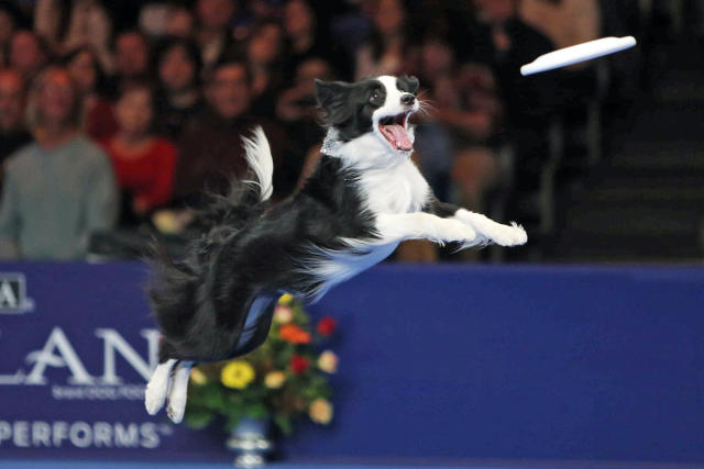 Designated Dog Dogfred knows how to celebrate National Dog Day! Especially  when the crew wins! : r/Brewers