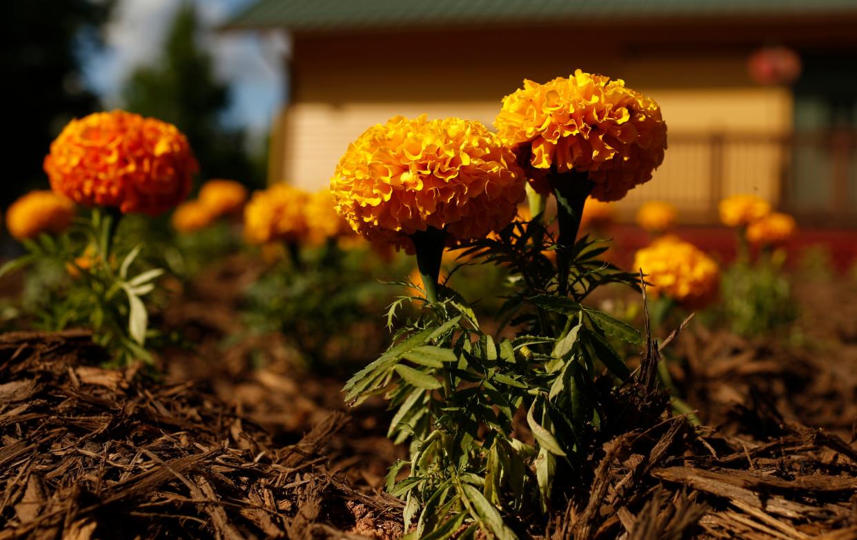 FILE - Marigolds in front of the Winterville train depot at the Winterville Marigold Festival on Saturday, May 14, 2022.