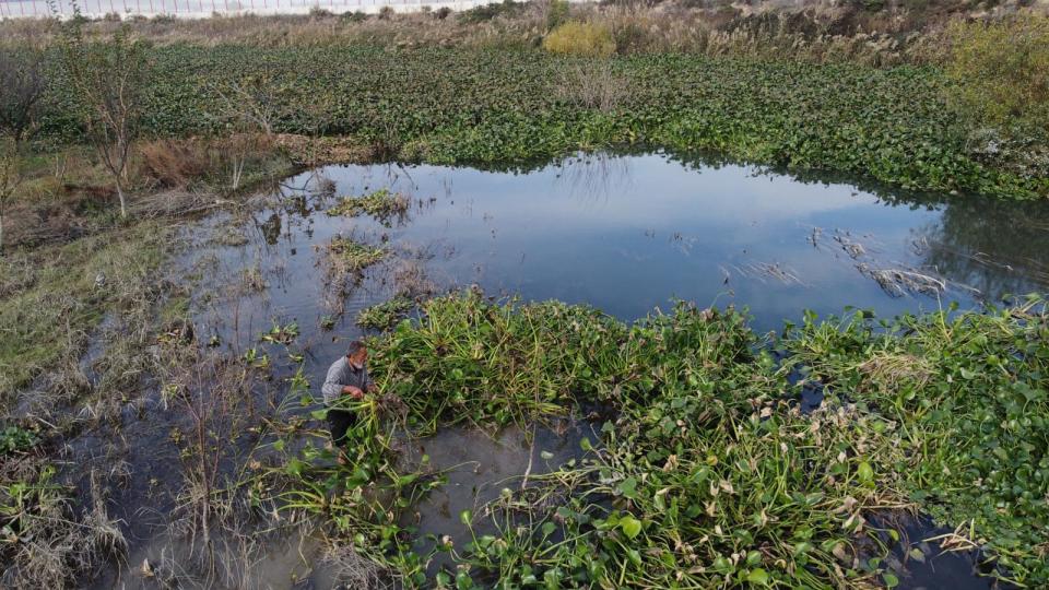 PHOTO: Bahjat al-Bakru tries to remove some of the Nile flowers that have surrounded his fruit trees on the banks of the Orontes River in Idlib province, northwestern Syria, on Nov. 30, 2023. (Abdul Razzaq Al-Shami/ABC News)