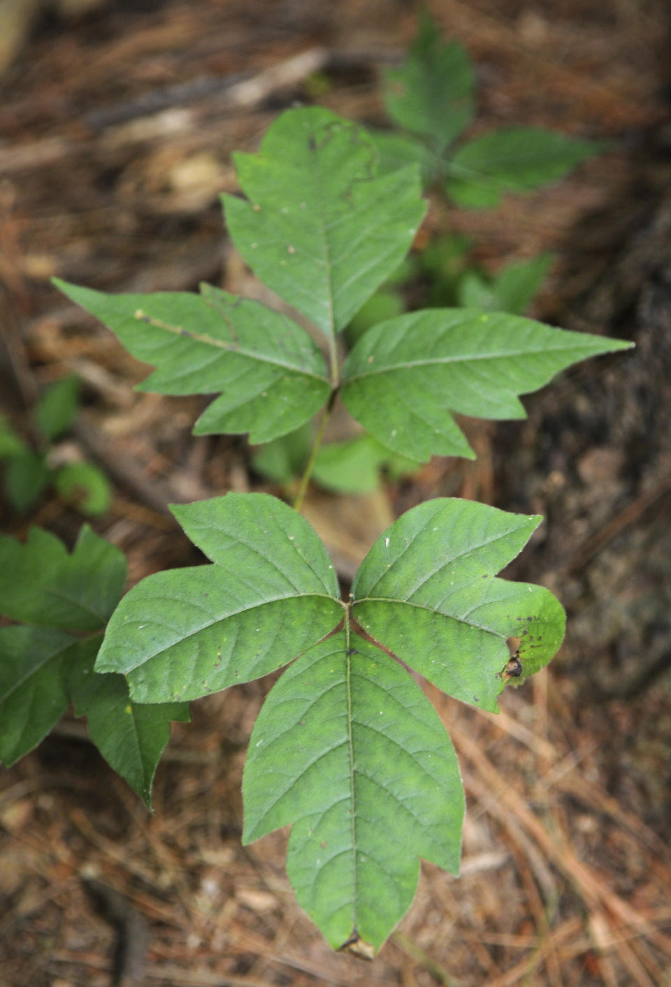 FILE - A poison ivy plant appears at Lancaster County Park, in Lancaster, Pa., on July 22, 2010. Botanically known as Toxicodendron radicans, poison ivy contains oily chemical compounds called urushiols in its leaves, stems and roots. (Marty Heisey/LNP/LancasterOnline via AP, File)