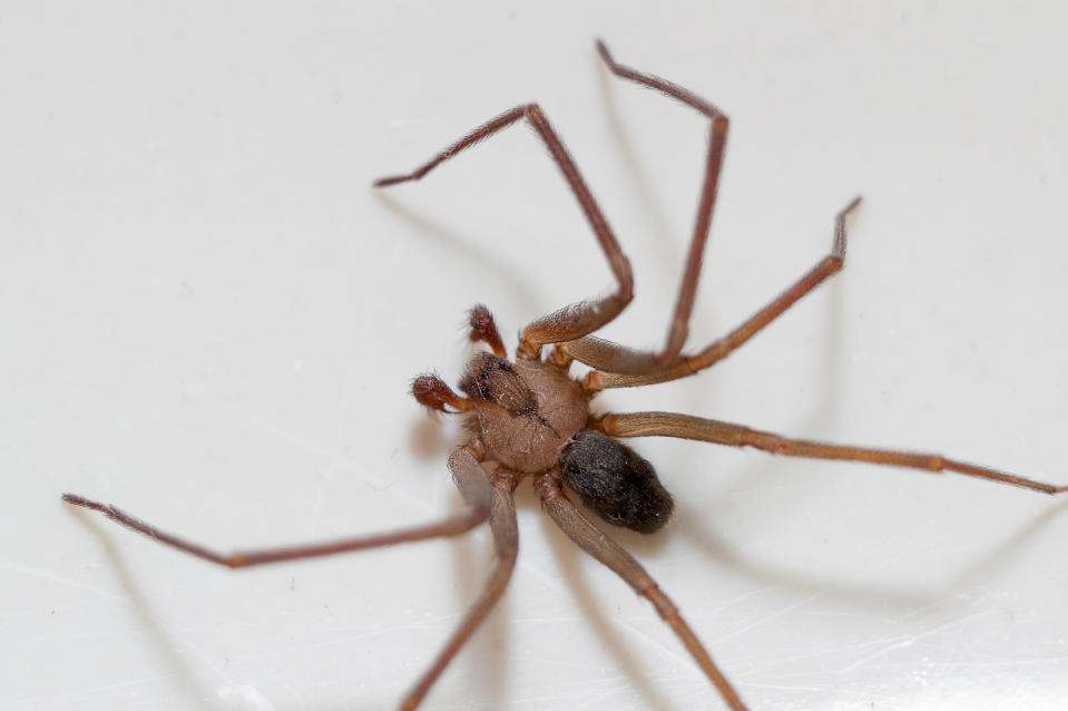 A brown recluse spider. / Credit: Getty Images/iStockphoto