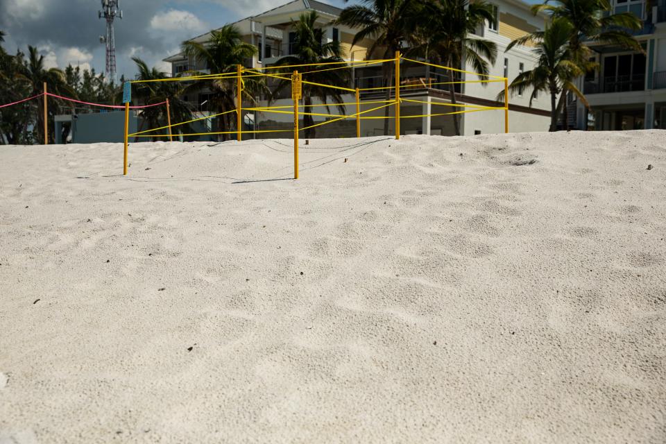 Loggerhead sea turtle nests are visible on the new emergency berm on Fort Myers Beach on Wednesday, July 5, 2023. 