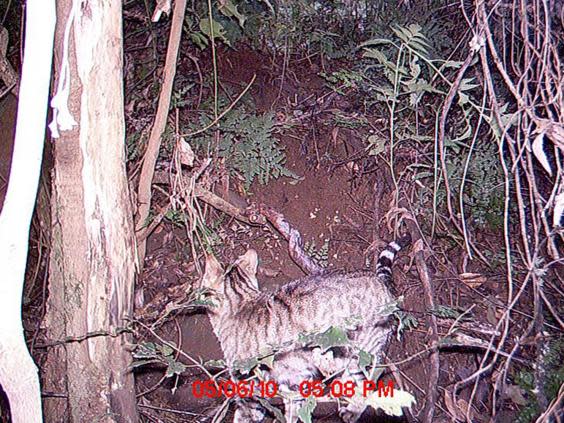 Australia plans to kill millions of feral cats by airdropping sausages laced with poison