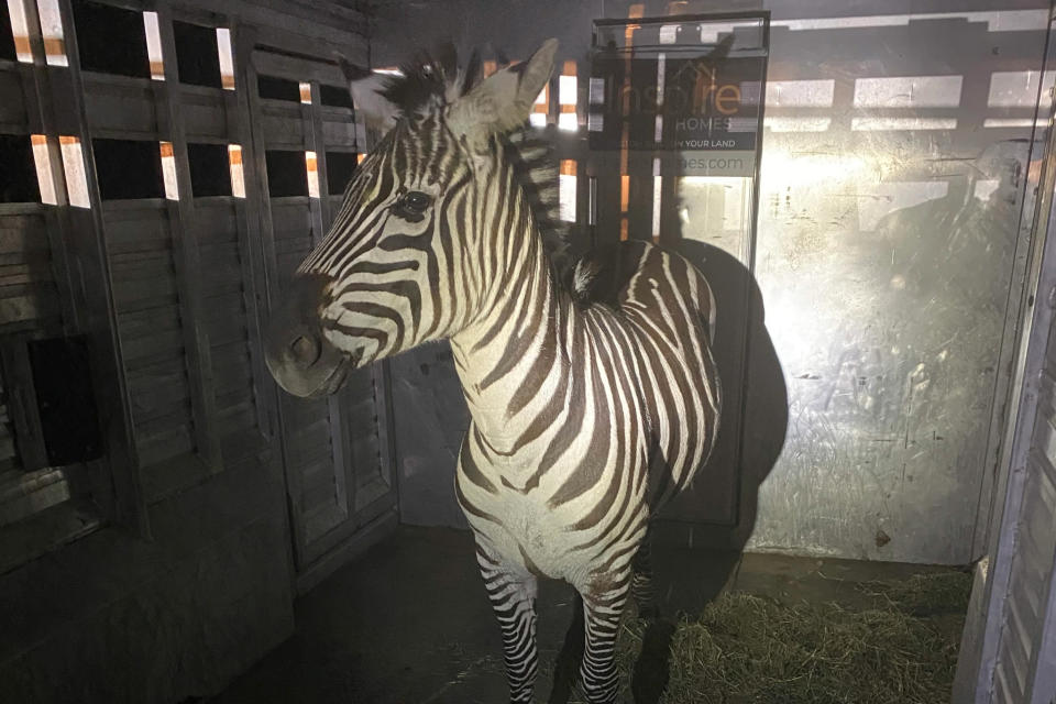 This photo provided by the Regional Animal Services of King County shows the zebra Shug in a trailer after it was captured Friday, May 3, 2024, in Riverbend, Wash., about 30 miles (48 kilometers) east of Seattle. The zebra was one of four that escaped as they were being transported from Washington to Montana last Sunday. (Regional Animal Services of King County via AP)