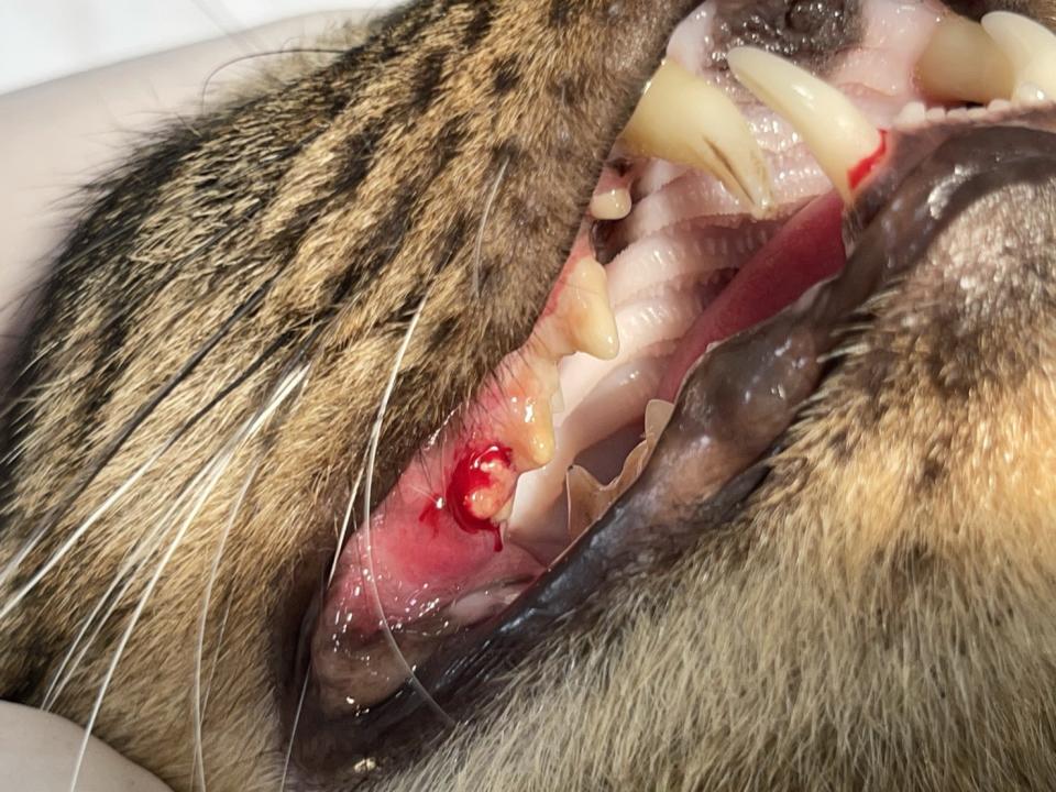 貓慢性牙齦炎口炎讓貓咪嘴巴痛痛食慾不佳難以進食。