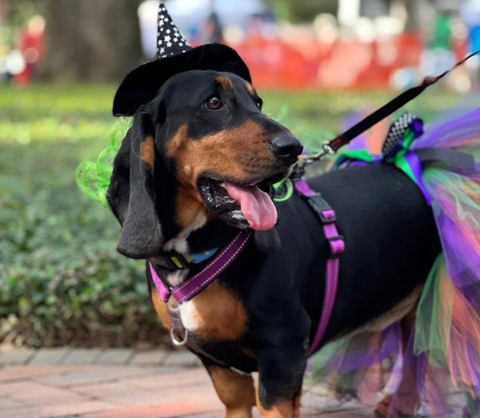 What started as a pet parade grew over the years into an organized trick-or-treat event with dogs and humans dressed up going from business to business and stopping at booths in Savannah’s historic squares.