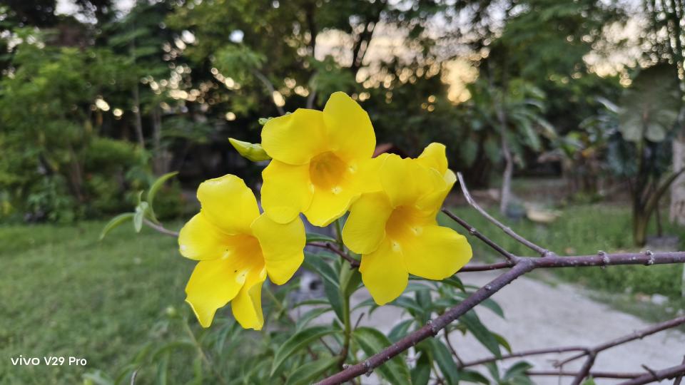 Yellow flowers in a vibrant garden, adding a pop of color and beauty to the surroundings