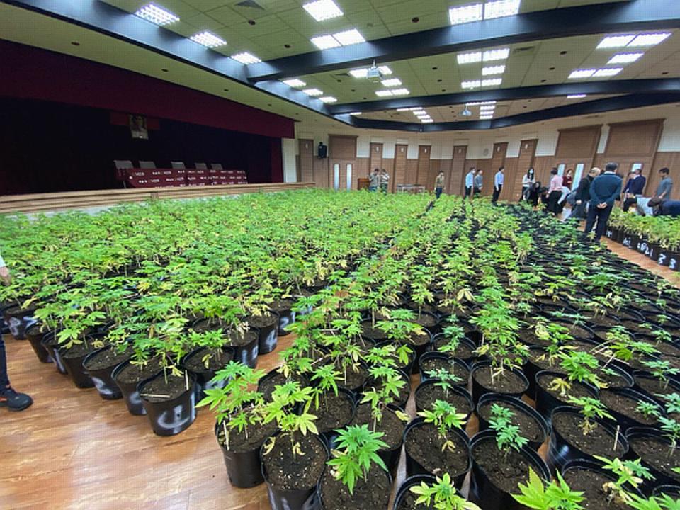 調查局破獲國內史上最大量的大麻案，共查扣1600多株大麻，市值估計達5億元。