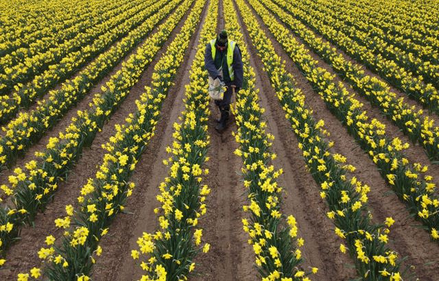 Daffodil picking at Taylor’s Bulbs