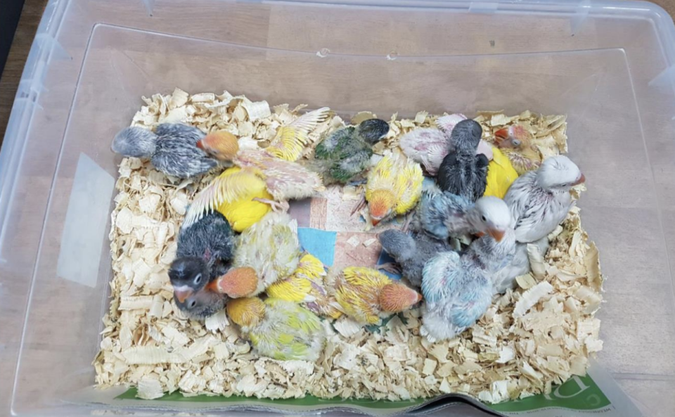 20 unweaned Fischer’s Lovebirds found in one cardboard box. (PHOTO: NParks)