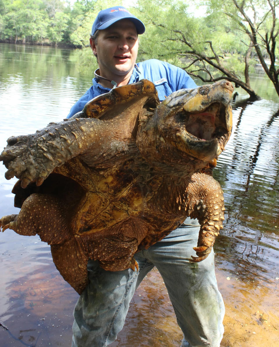 Researcher Travis Thomas holds up an alligator snapping turtle.