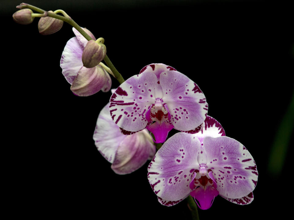 FILE - A new orchid Phalaenopsis hybrid 'Diamond Sky' is displayed during an Orchid festival at Kew Botanical Gardens in London, Thursday, Feb. 6, 2014. Looking for a meaningful, beautiful, sustainable and last-minute gift for your Valentine? Consider houseplants. Florists say those that are heart-shaped, look cheerful or have staying power are especially good at conveying Valentine's Day love. (AP Photo/Alastair Grant, File)