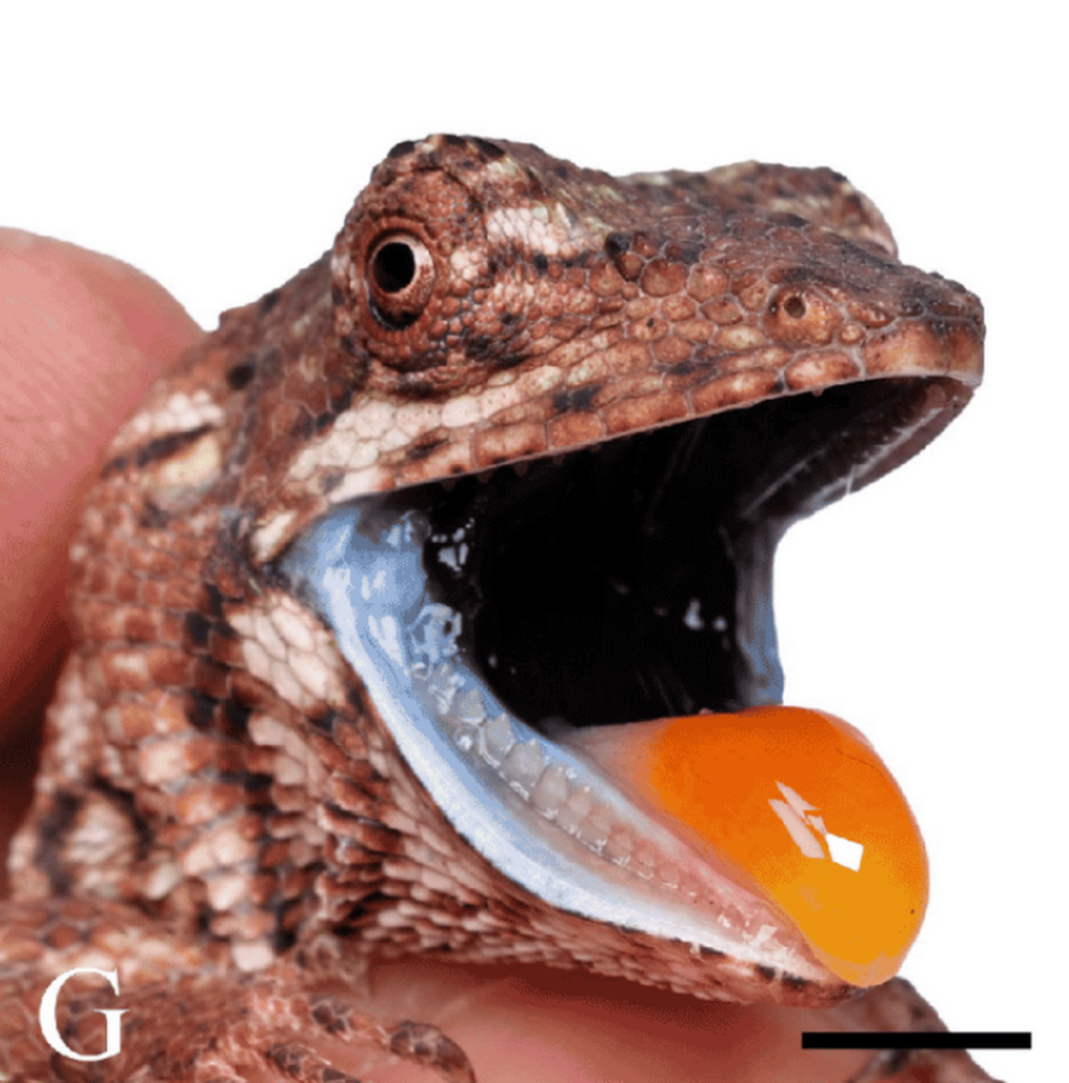 A close-up photo shows the mouth of a Pseudocalotes jingpo, or Jingpo false garden lizard.