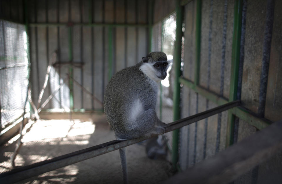 <p>A monkey sits inside a metal cage in a zoo in Khan Younis, southern Gaza Strip, Friday, Aug. 19, 2016. (AP Photo/ Khalil Hamra) </p>