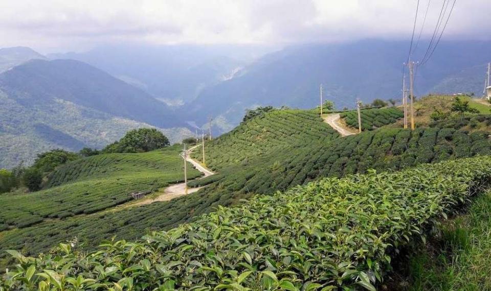 寶山茶園步道（圖片來源：寶山部落）